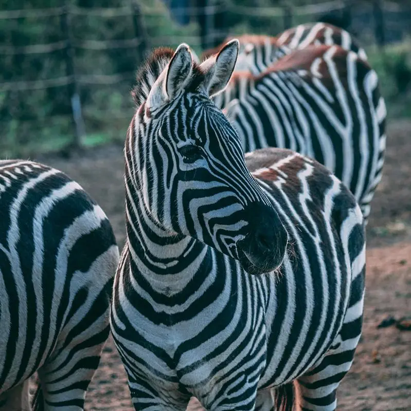 手荷物預かり所 Dublin Zoo