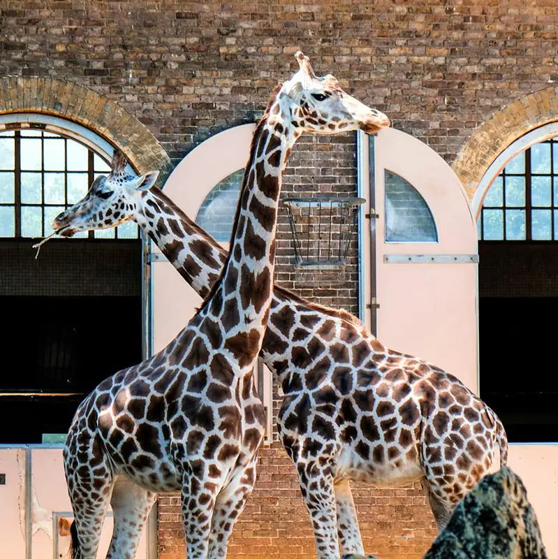 Consignas Equipaje zoológico de Londres